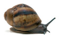 Archachatina marginata ovum Nigeria XXL juvenil